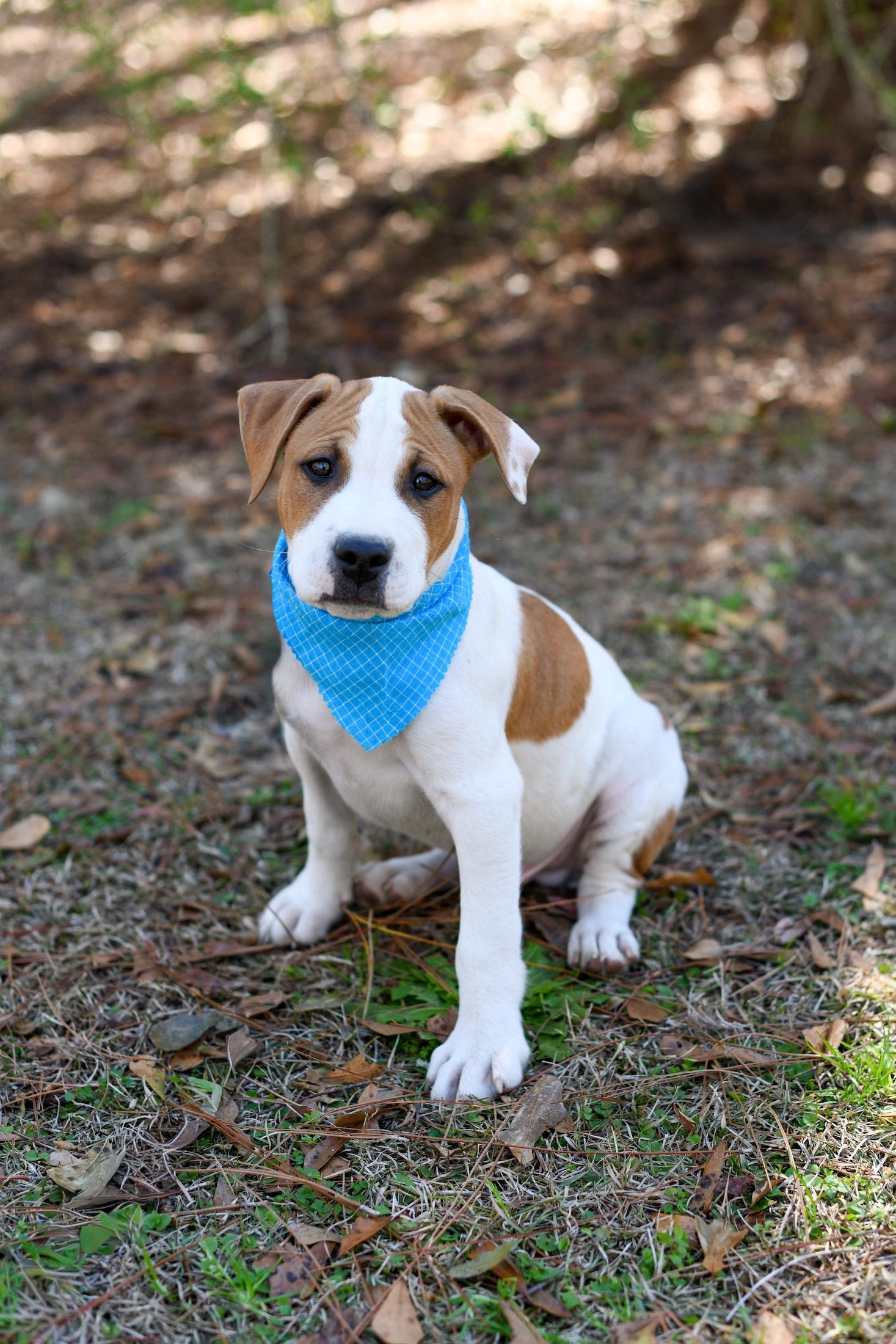 Fred, adopted, Puppy Male Mixed Breed.