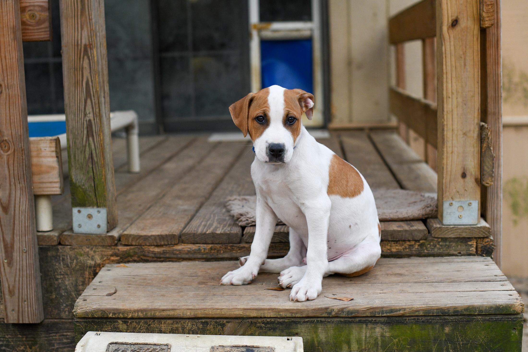 Enlarge Fred, an adopted Mixed Breed in Argyle, NY image 2/6