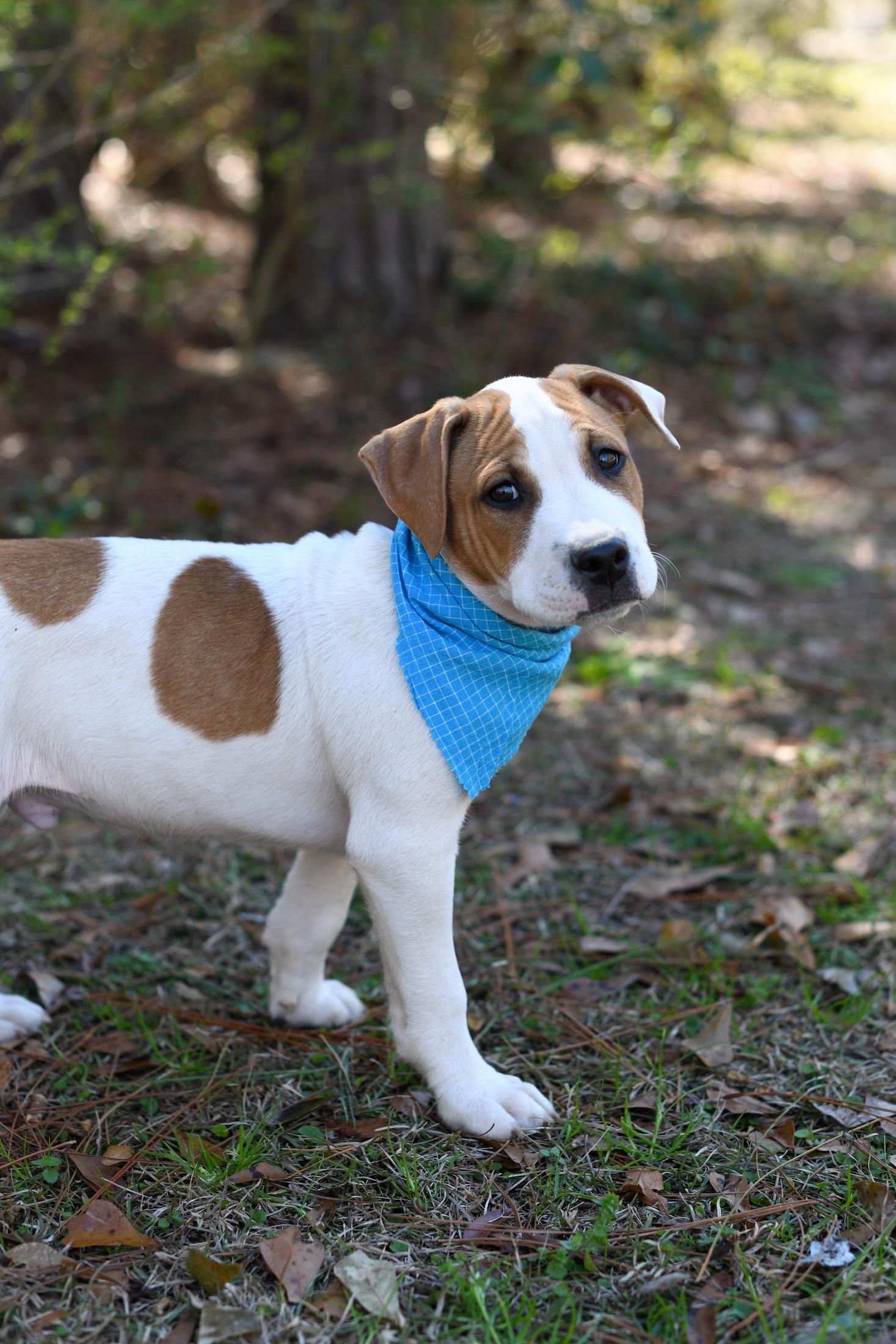 Enlarge Fred, an adopted Mixed Breed in Argyle, NY image 6/6