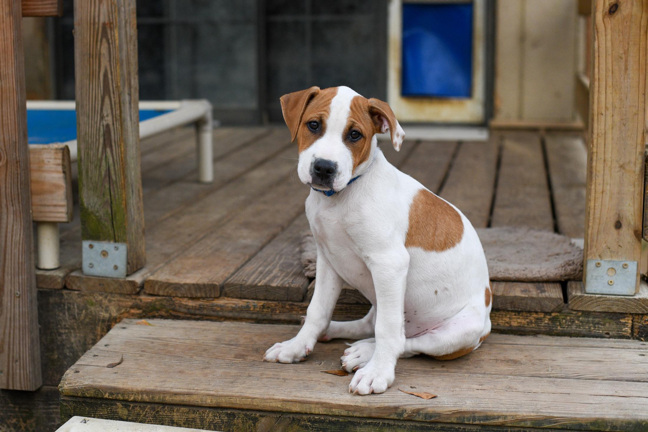 Enlarge Fred, an adopted Mixed Breed in Argyle, NY image 3/6