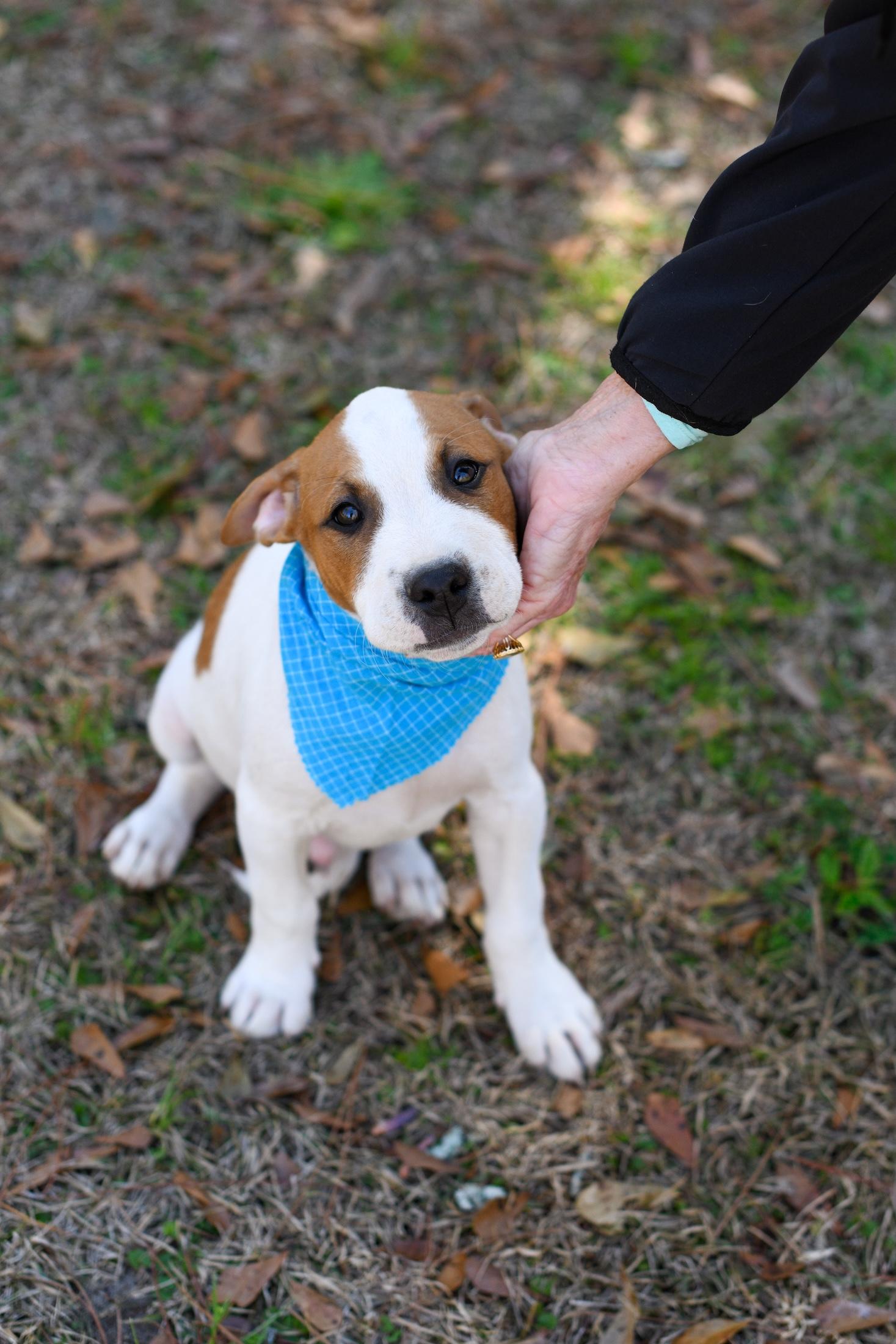 Enlarge Fred, an adopted Mixed Breed in Argyle, NY image 5/6