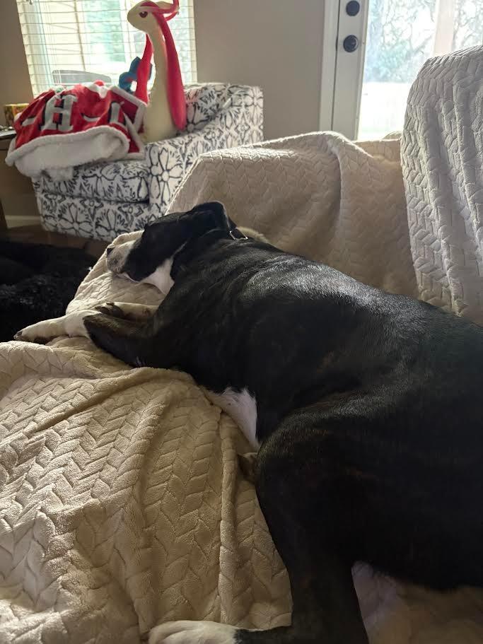 Rodger, Adoptable, Senior Male American Staffordshire Terrier.