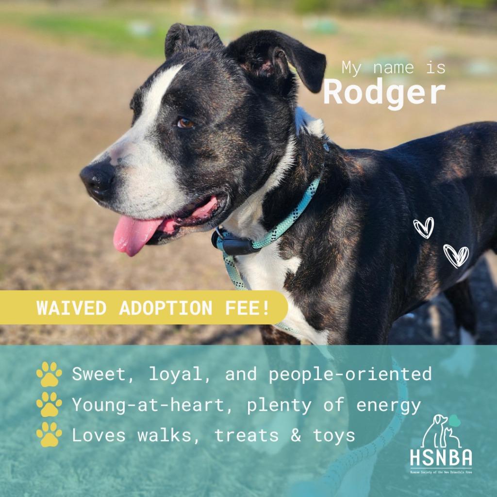 Enlarge Rodger, a Adoptable mixed breed in New Braunfels, TX image 4/6
