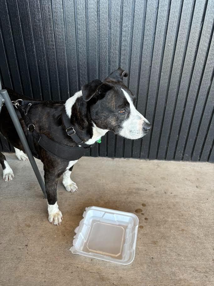Enlarge Rodger, a Adoptable mixed breed in New Braunfels, TX image 6/6
