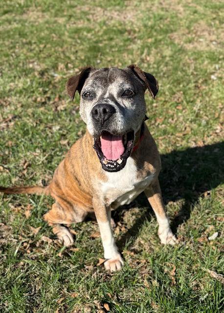 Chance, Adoptable, Senior Male Boxer.