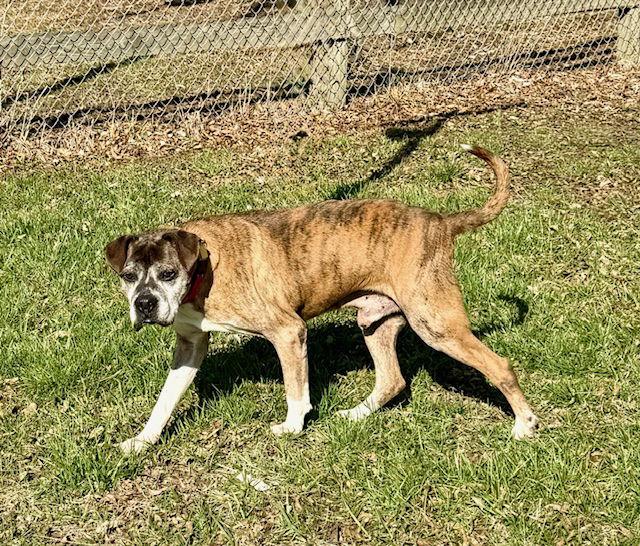 Enlarge Chance, a Adoptable Boxer in Shakopee, MN image 2/3
