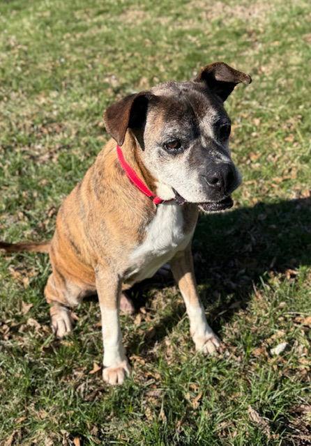 Enlarge Chance, a Adoptable Boxer in Shakopee, MN image 3/3