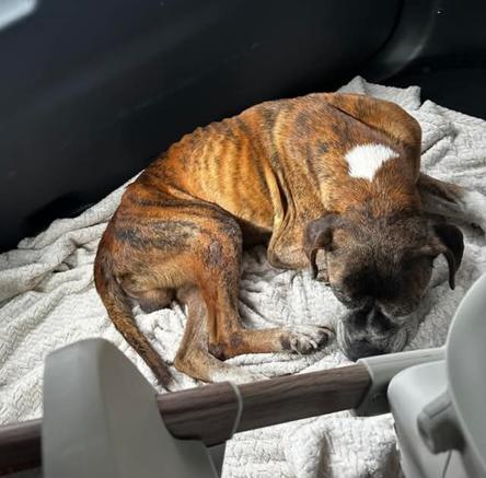 Enlarge Chance - NEEDS FOSTER HOME!!, a Adoptable Boxer in Shakopee, MN image 2/2