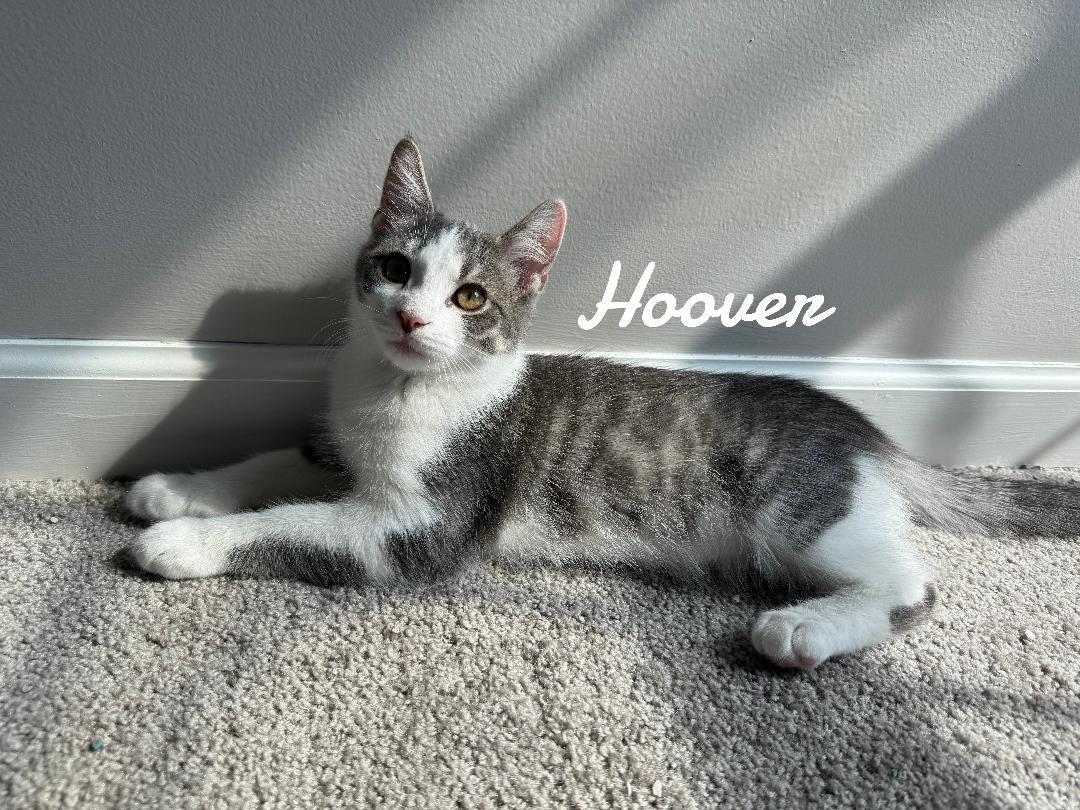Enlarge Hoover born 2/21/25, a Adopted Domestic Medium Hair in Naugatuck, CT image 1/2