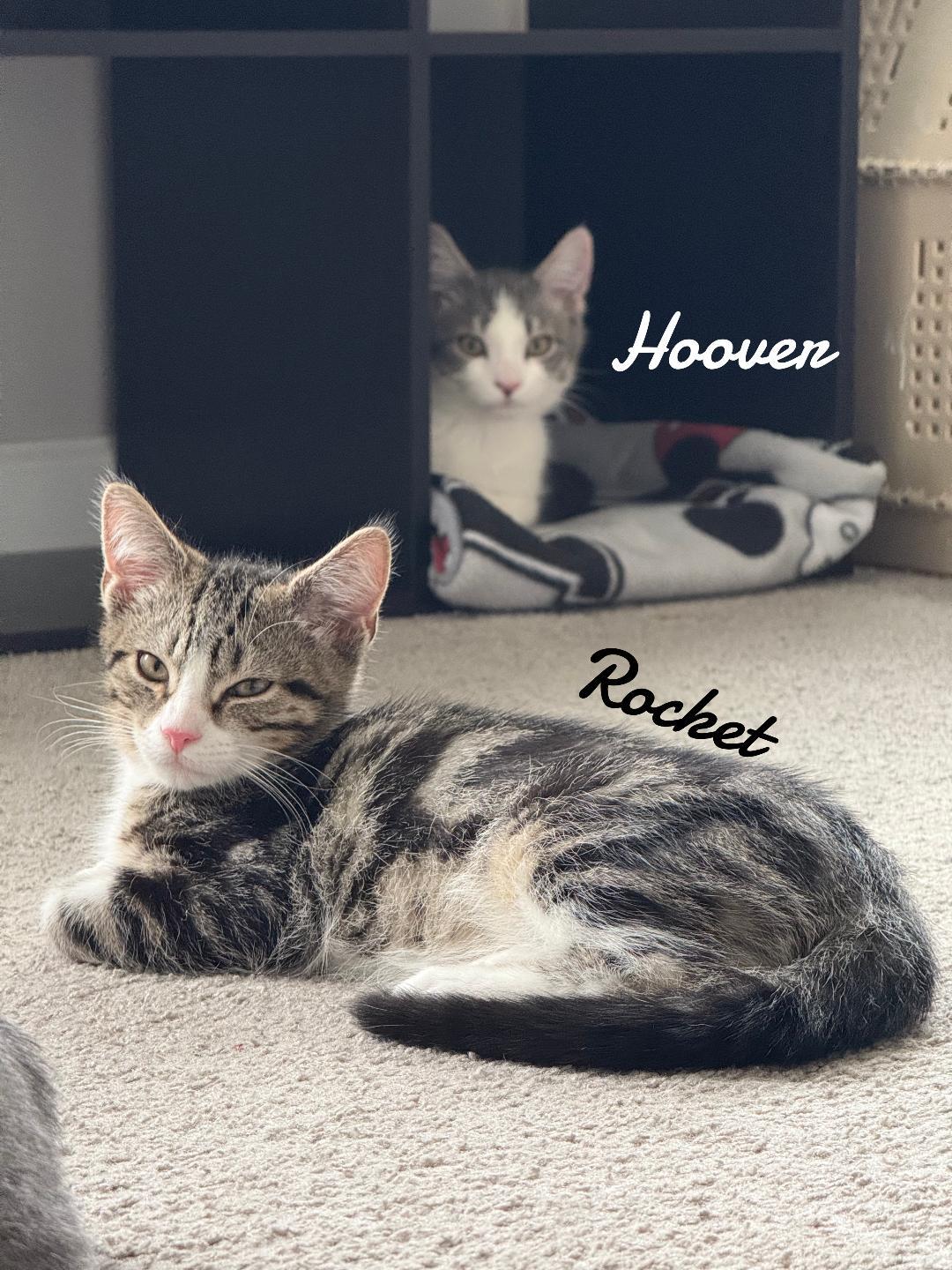 Enlarge Hoover born 2/21/25, a Adopted Domestic Medium Hair in Naugatuck, CT image 2/2