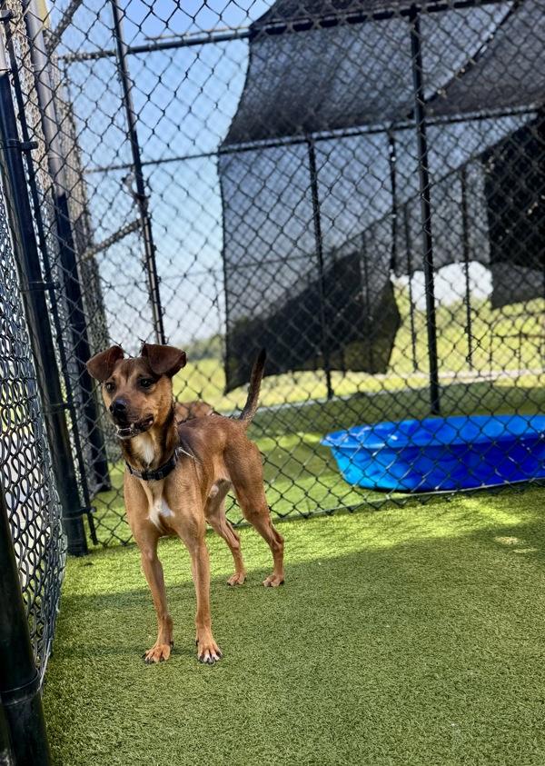 Enlarge Oogie Boogie, a Adoptable mixed breed in Lafayette, LA image 1/6