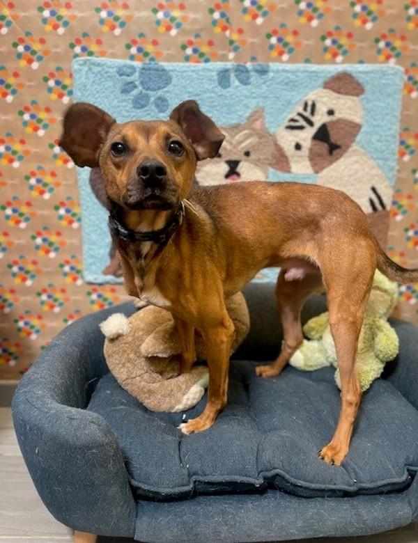 Enlarge Oogie Boogie, a Adoptable mixed breed in Lafayette, LA image 5/6