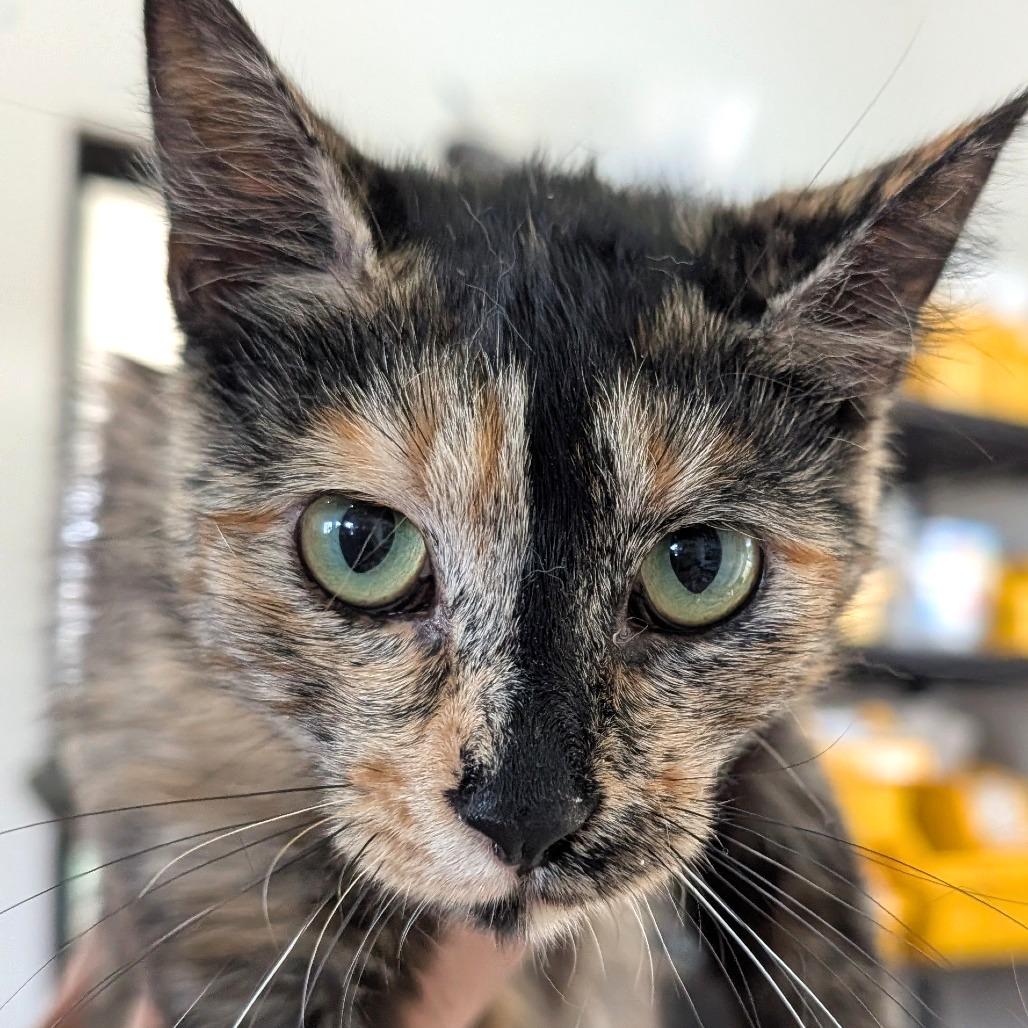 Coral/ Orlando, Adoptable, Young Female Domestic Short Hair.