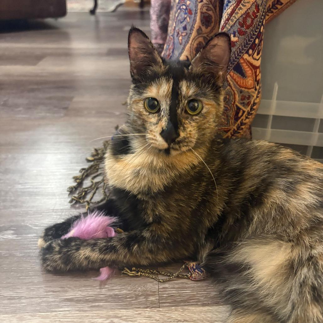 Enlarge Coral/ Orlando, a Adoptable Domestic Short Hair in Chapel Hill, NC image 2/2