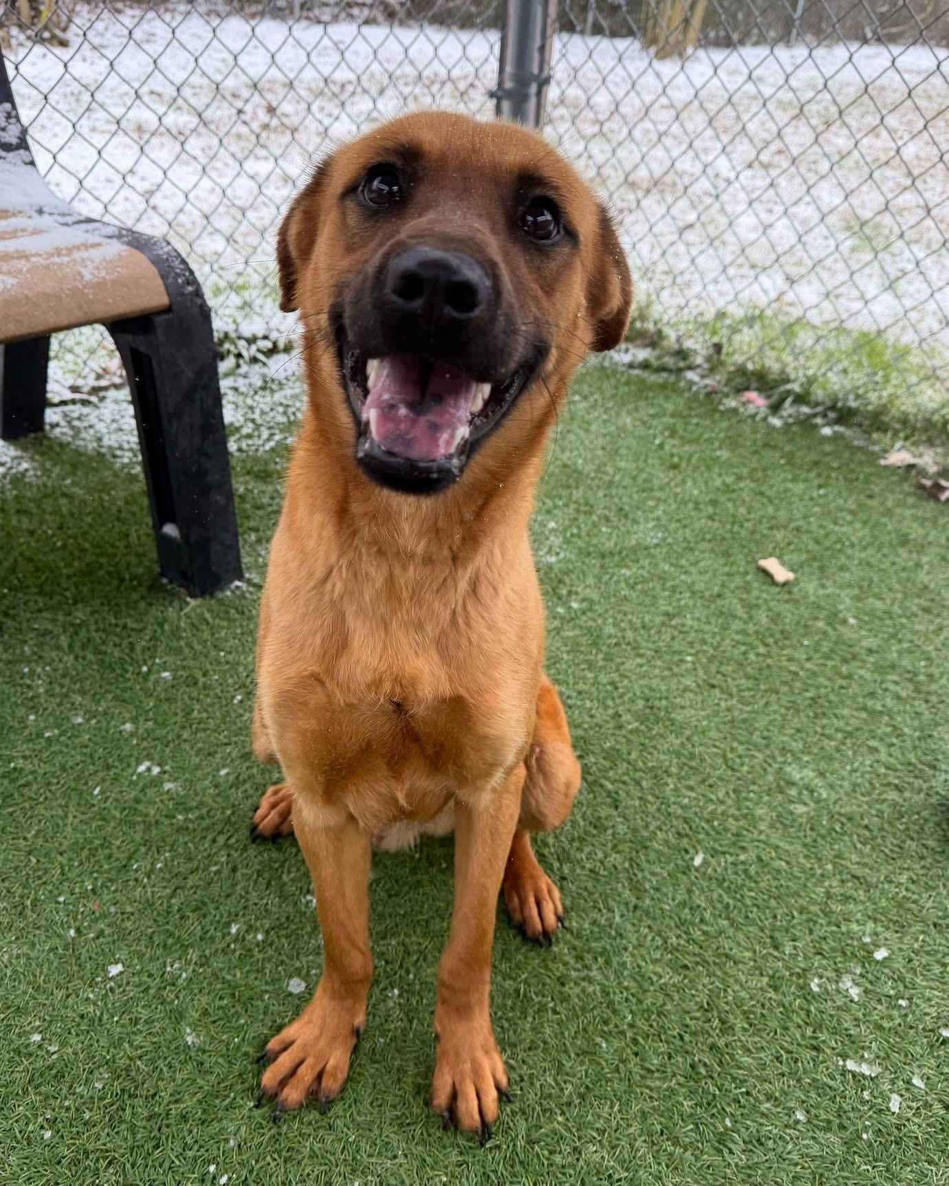 Enlarge Nuzzle, a ADOPTABLE Mixed Breed in South Kingstown, RI image 1/2