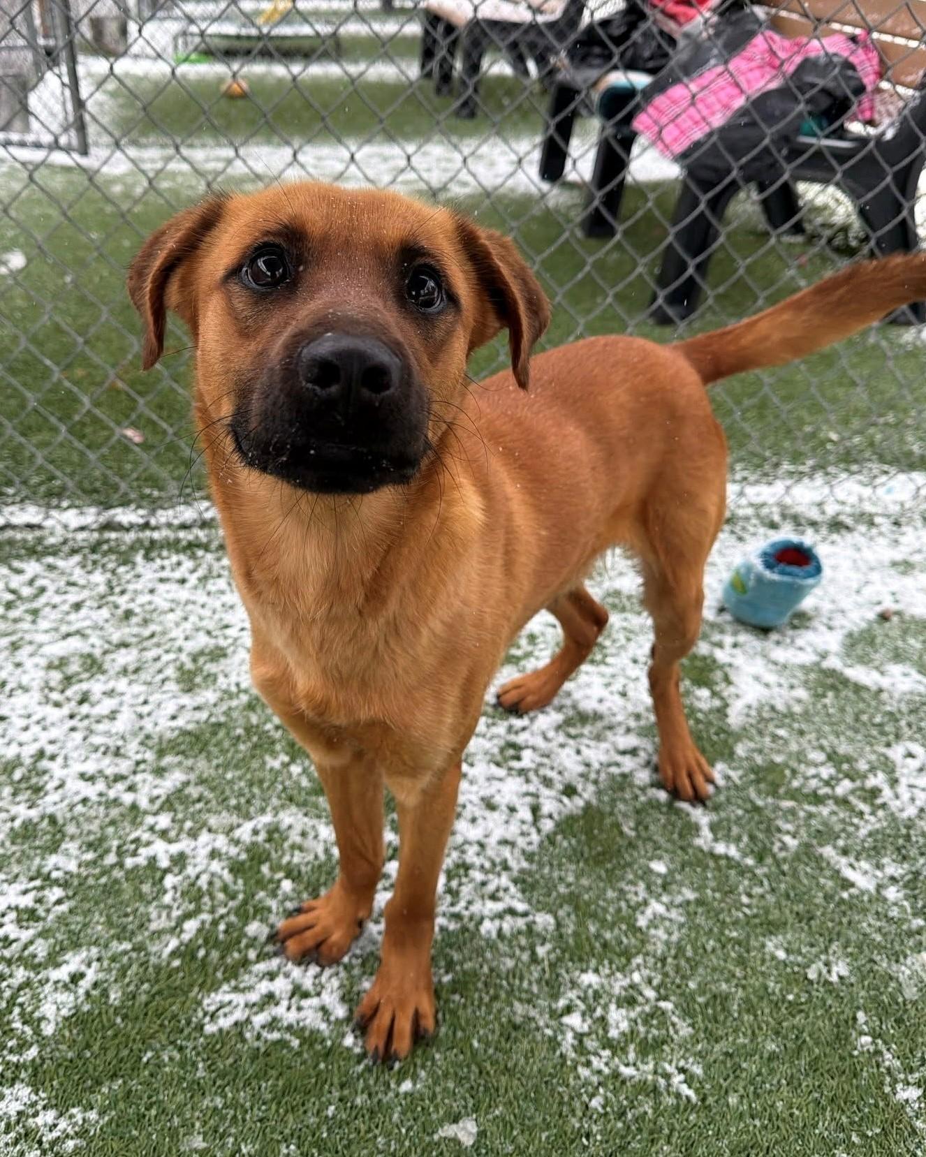 Enlarge Nuzzle, a ADOPTABLE Mixed Breed in South Kingstown, RI image 2/2