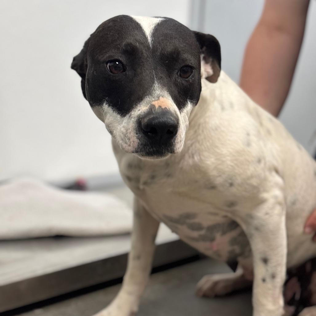 Meryl Beep, Adoptable, Adult Female Terrier & Mixed Breed.