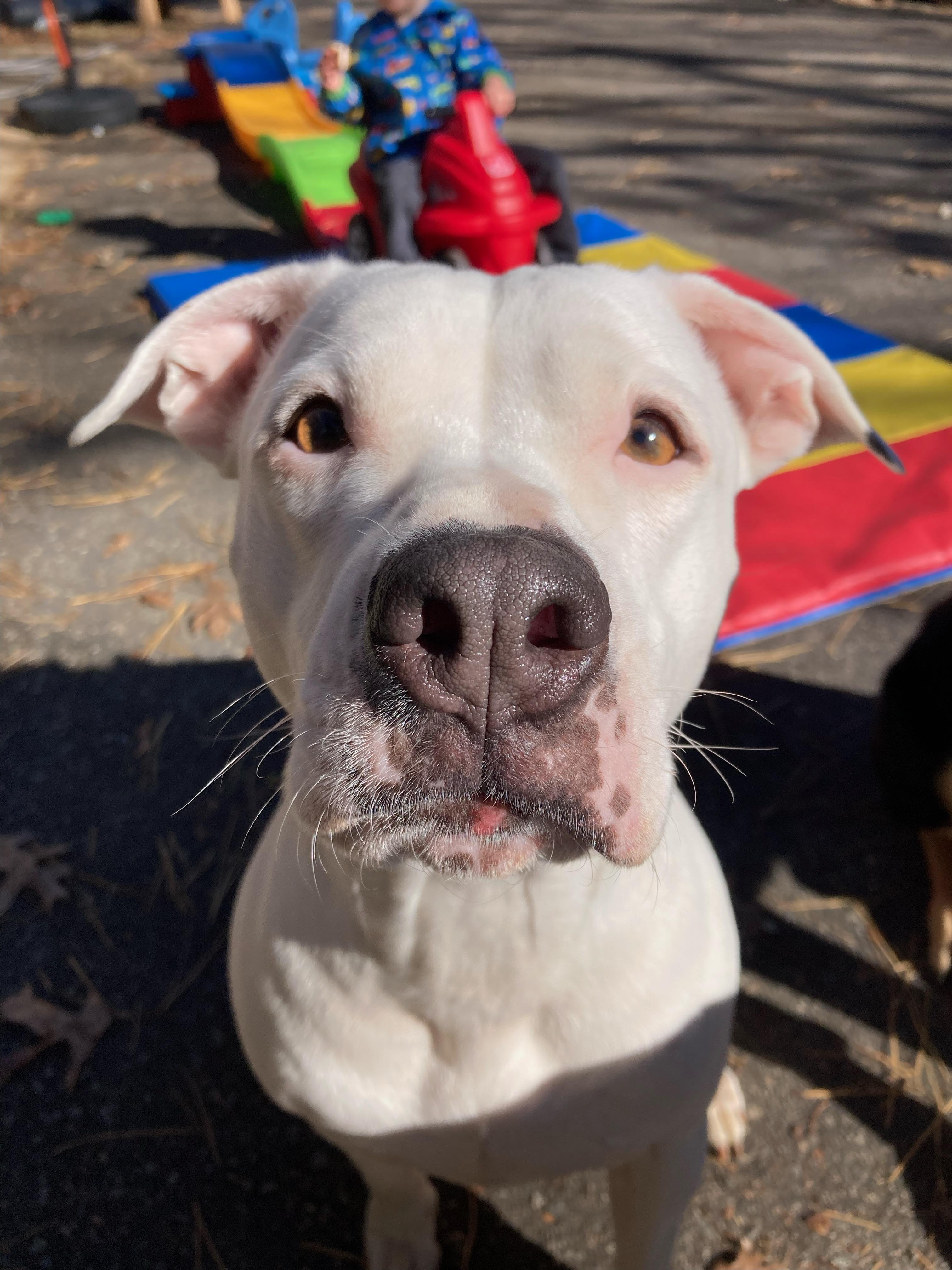 Enlarge Orla, a Adoptable Mixed Breed in Clyde, NC image 4/6