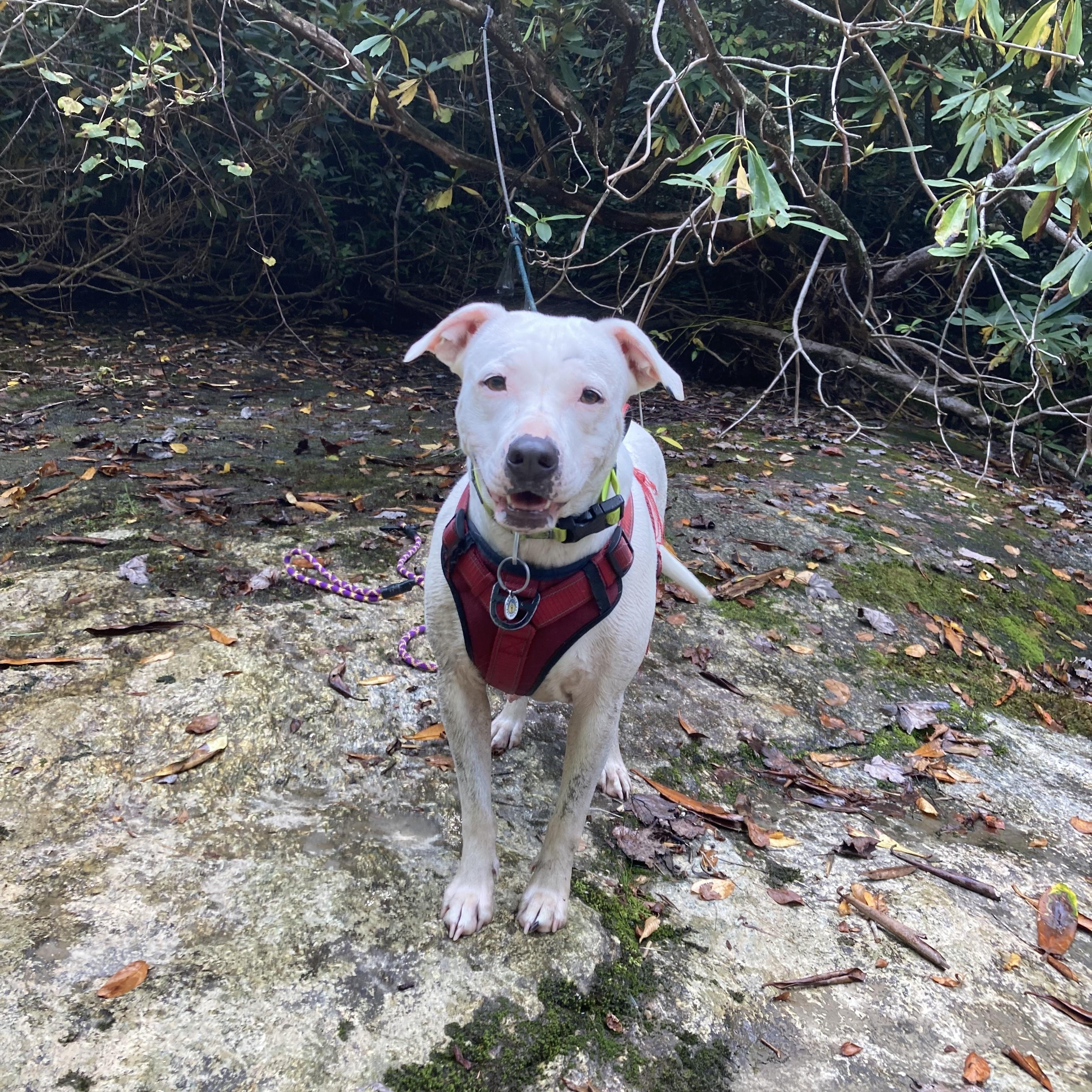 Enlarge Orla, a Adoptable Mixed Breed in Clyde, NC image 6/6
