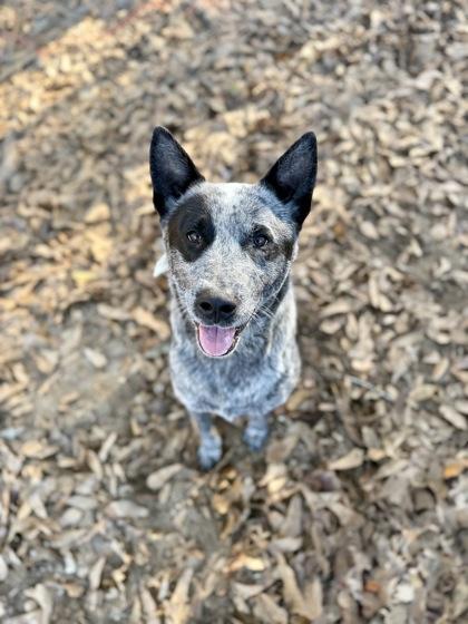 Zipper, Adoptable, Adult Male Cattle Dog & Mixed Breed.