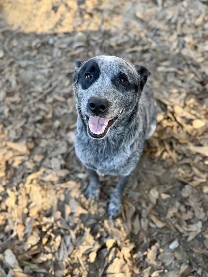 Enlarge Zipper, a Adoptable mixed breed in Picayune, MS image 2/3