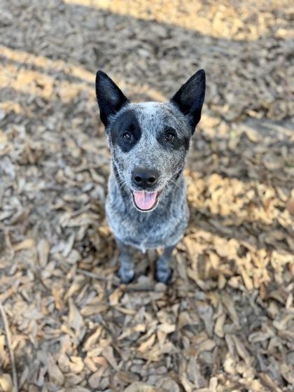 Zipper, a Adoptable mixed breed in Picayune, MS image 3/3