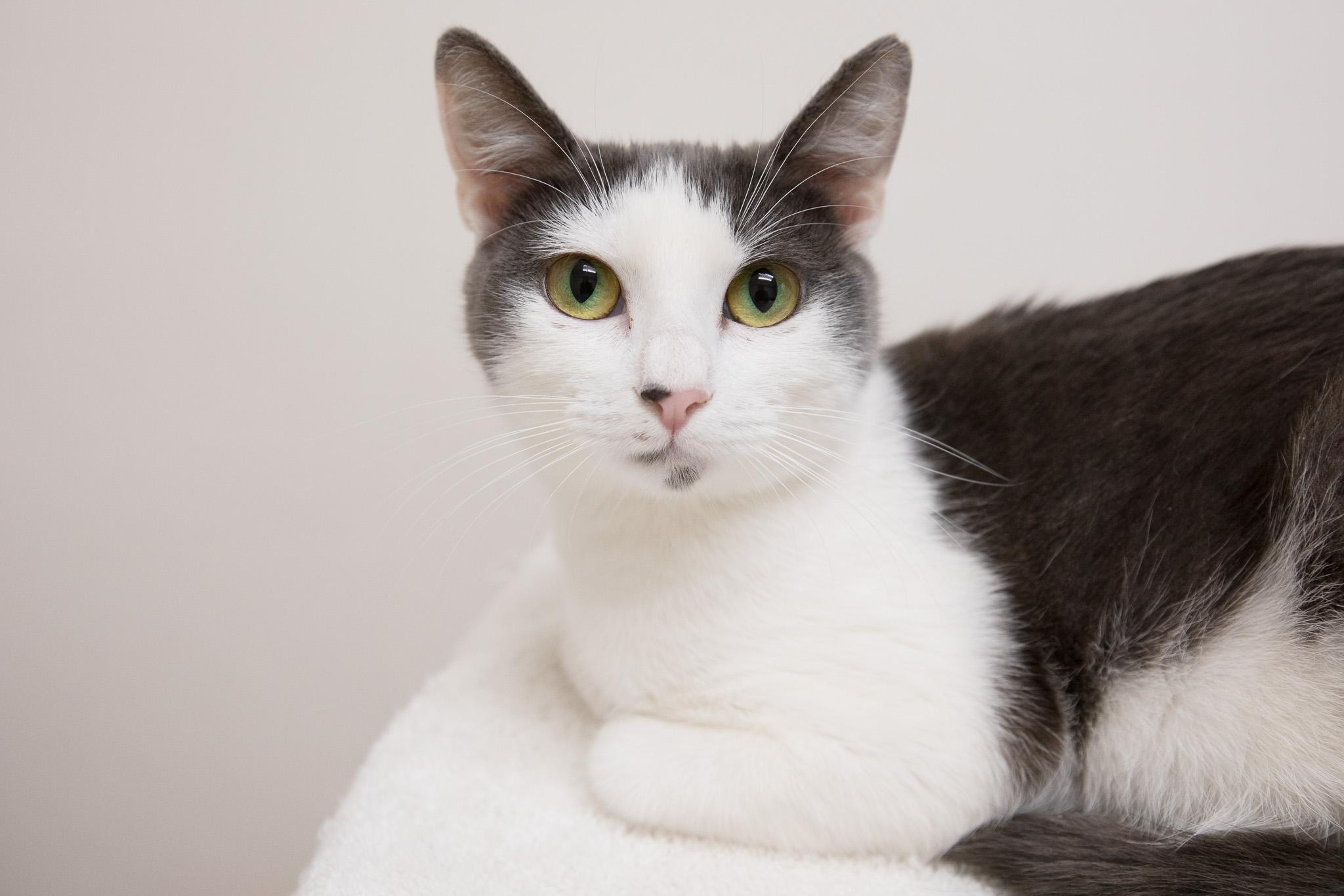 Mulberry, a ADOPTABLE Domestic Short Hair in Montclair, NJ image 3/6