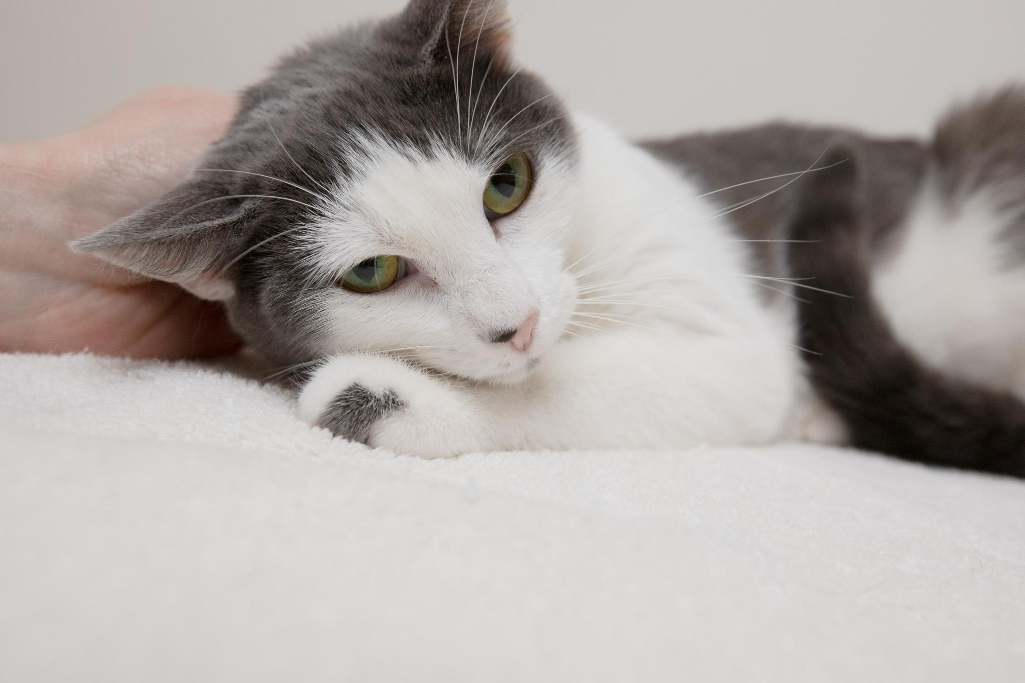 Mulberry, a ADOPTABLE Domestic Short Hair in Montclair, NJ image 2/6