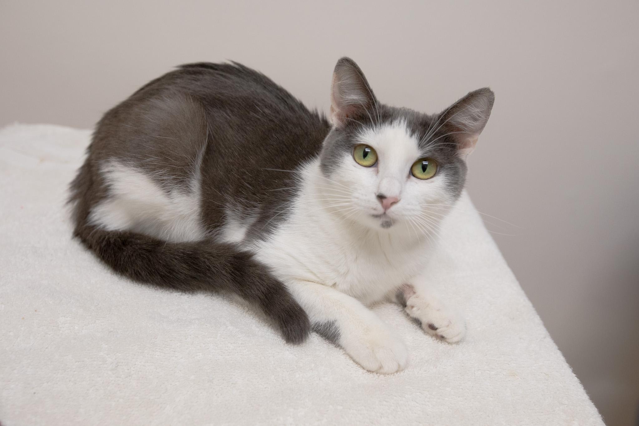 Mulberry, ADOPTABLE, Adult Female Domestic Short Hair.