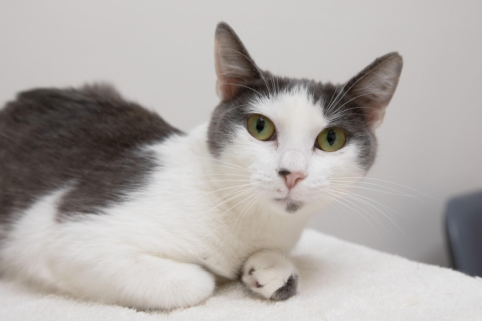 Mulberry, a ADOPTABLE Domestic Short Hair in Montclair, NJ image 4/6