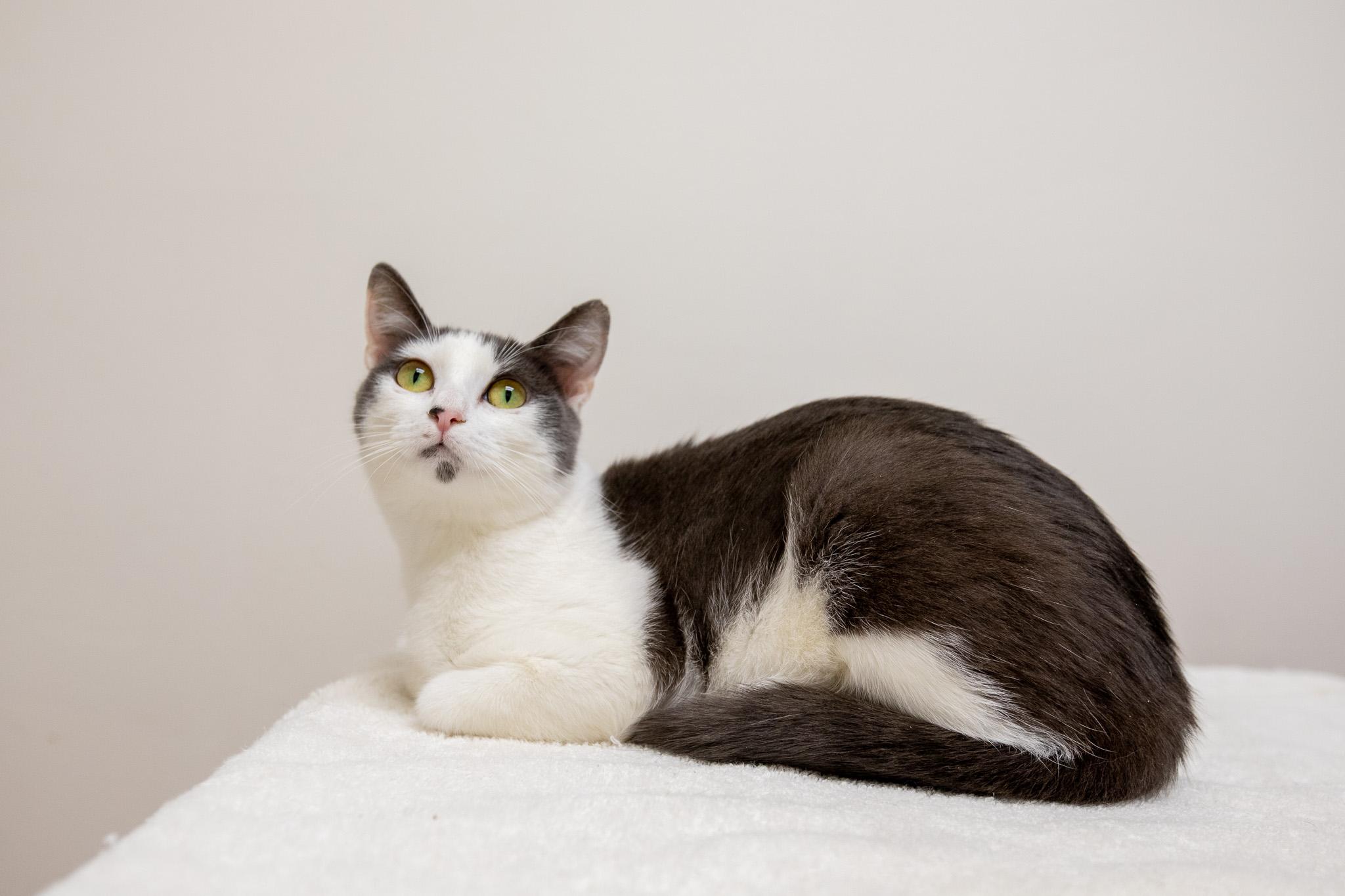 Mulberry, a ADOPTABLE Domestic Short Hair in Montclair, NJ image 6/6