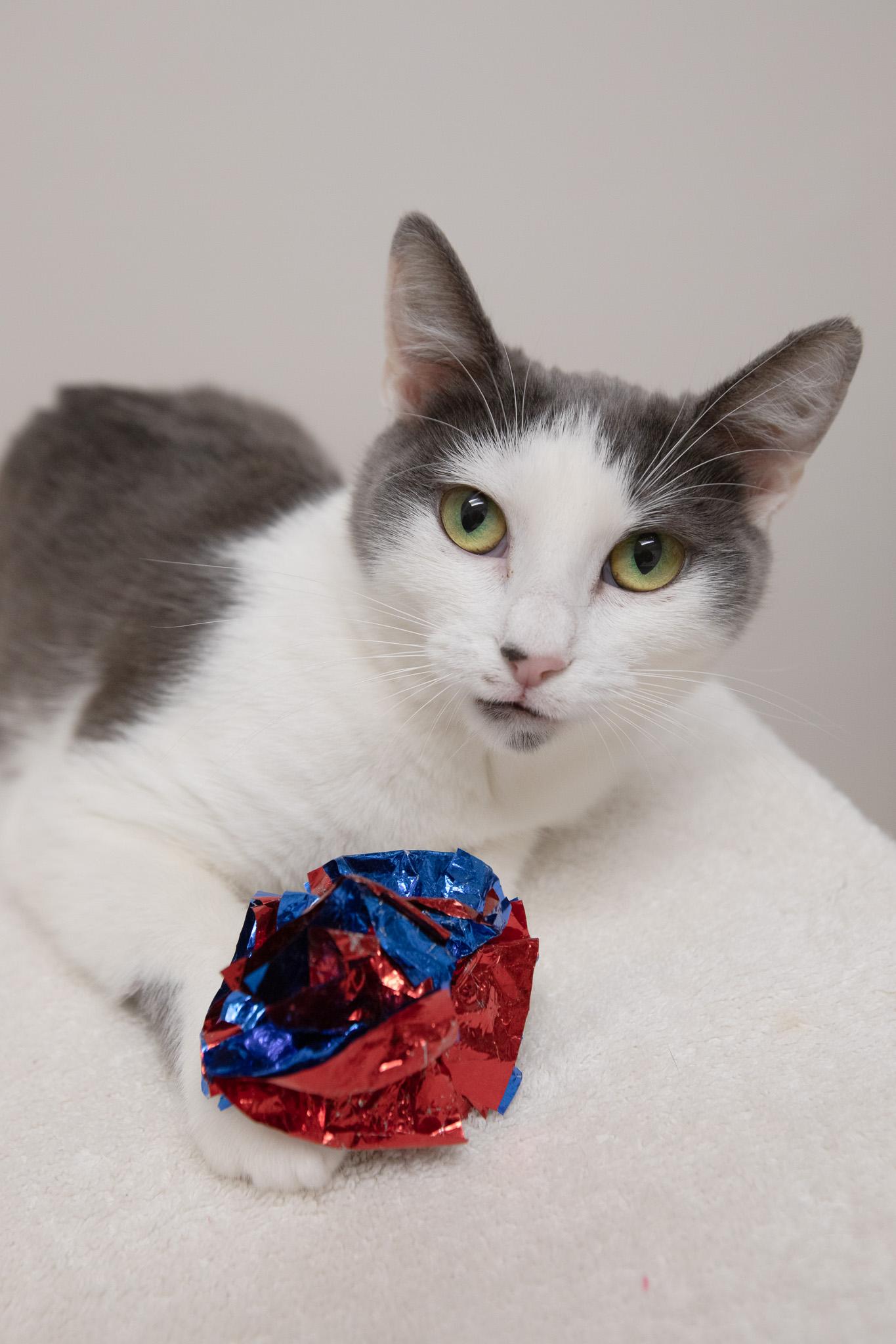 Mulberry, a ADOPTABLE Domestic Short Hair in Montclair, NJ image 5/6