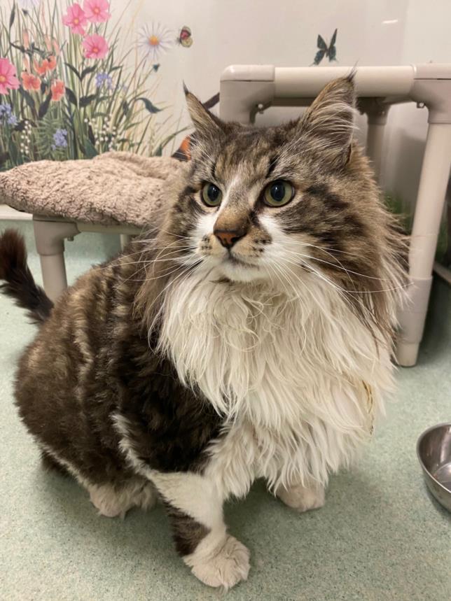 CHUNK, Adoptable, Adult Male Domestic Long Hair.
