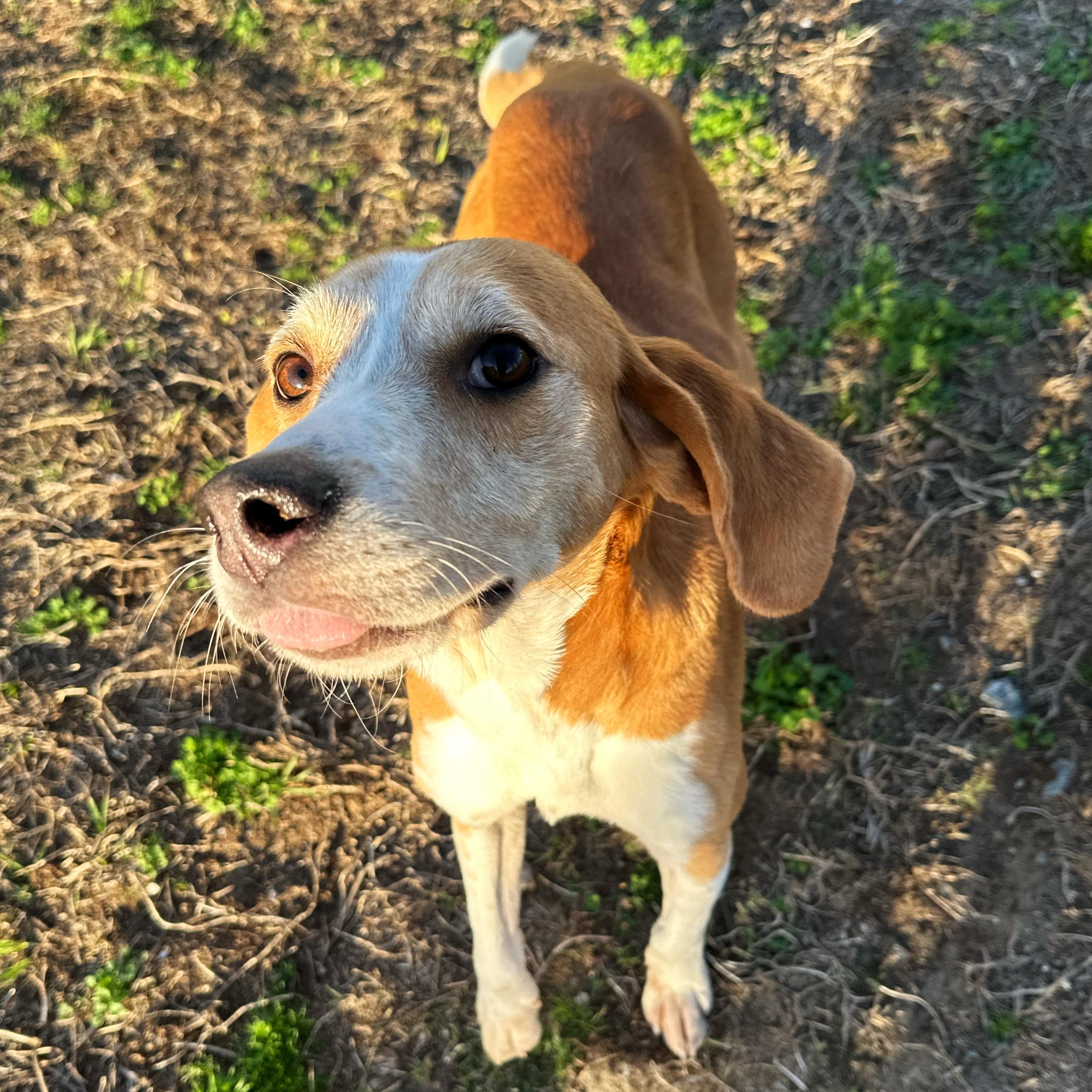 Billy, ADOPTABLE, Young Male Hound.