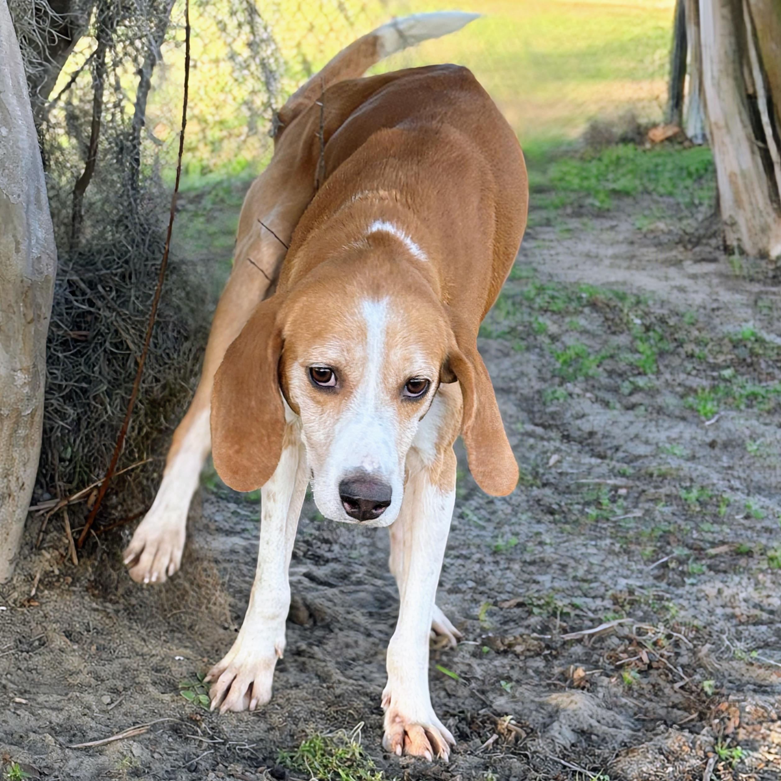 Enlarge Billy, a ADOPTABLE mixed breed in Valdosta, GA image 1/1