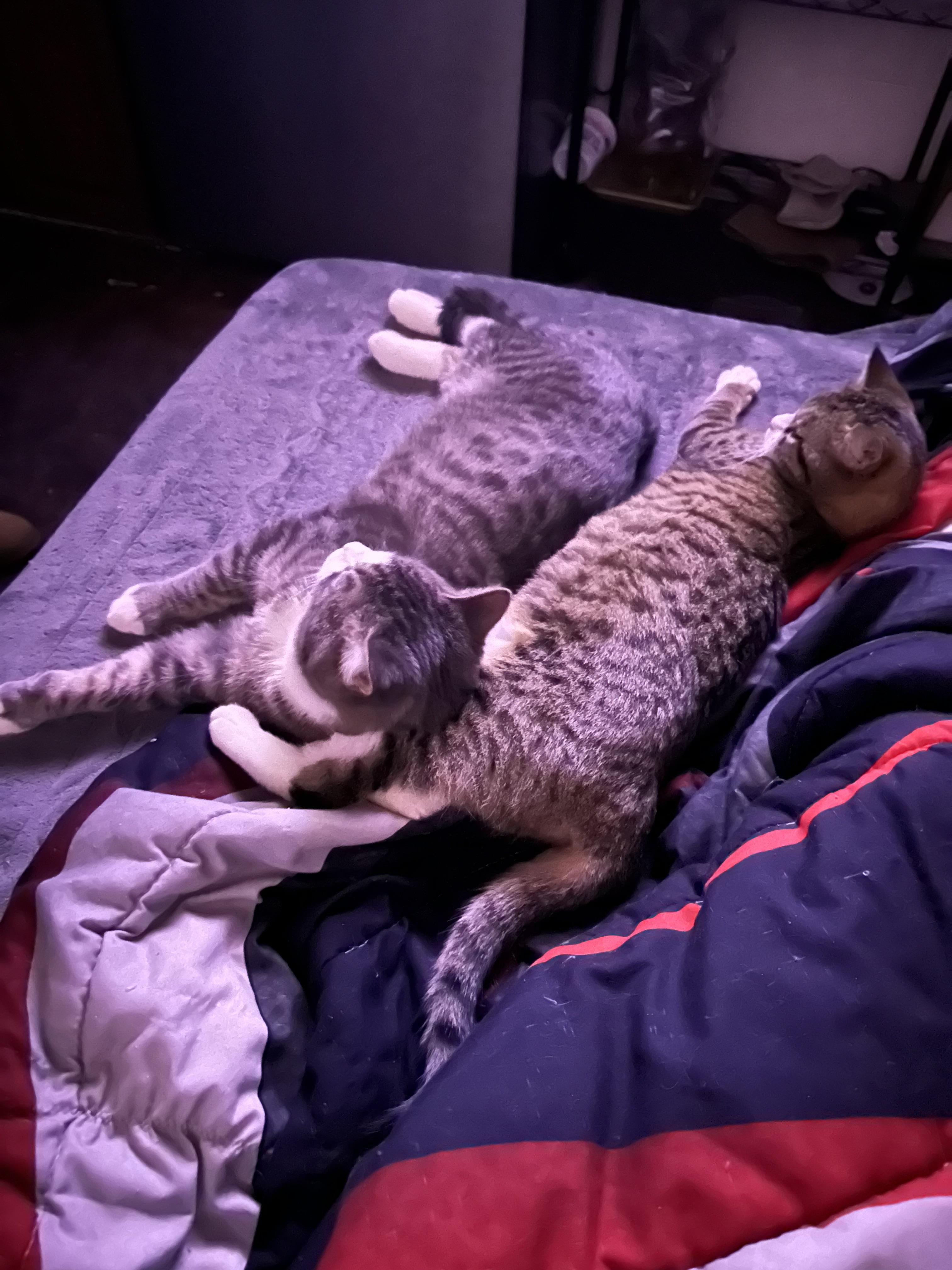 Enlarge Tic & Tac, an adopted Domestic Short Hair in San Andreas, CA image 1/1