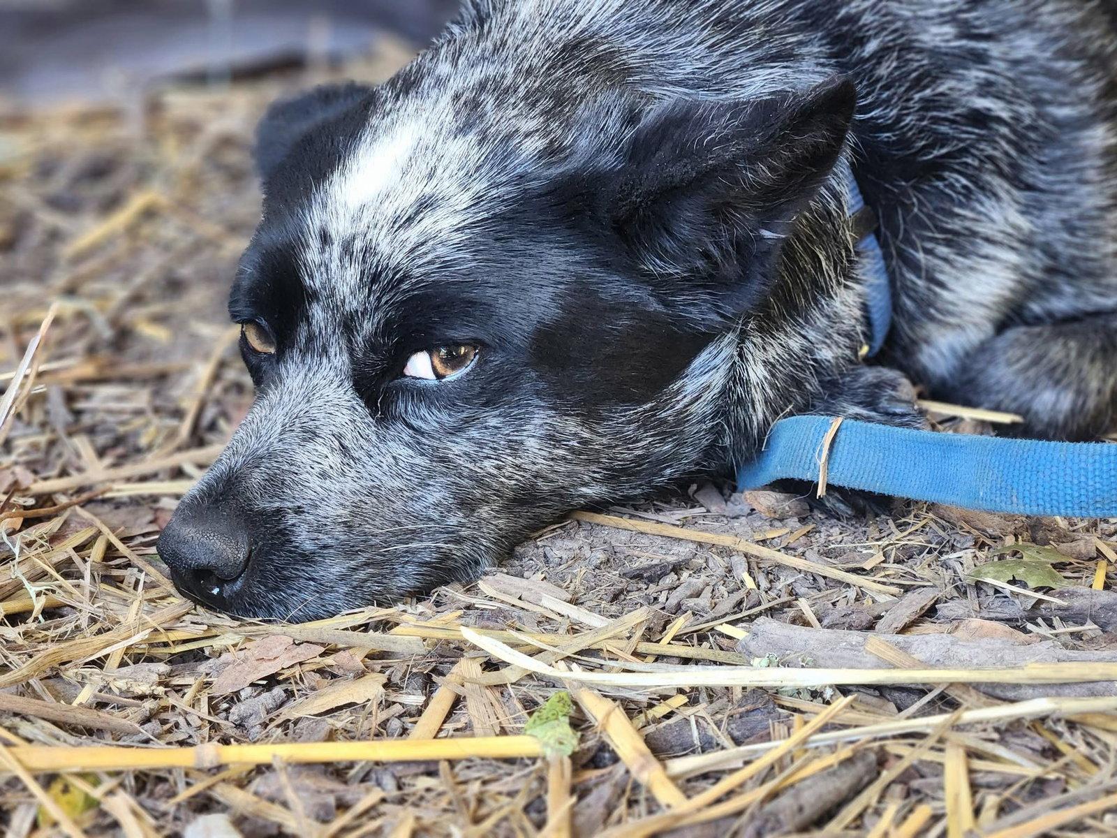 Gretta, a Adoptable Australian Cattle Dog / Blue Heeler in Paso Robles, CA image 1/2
