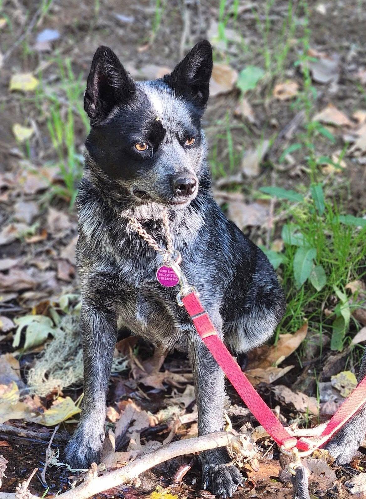 Enlarge Gretta, a Adoptable Australian Cattle Dog / Blue Heeler in Paso Robles, CA image 3/3