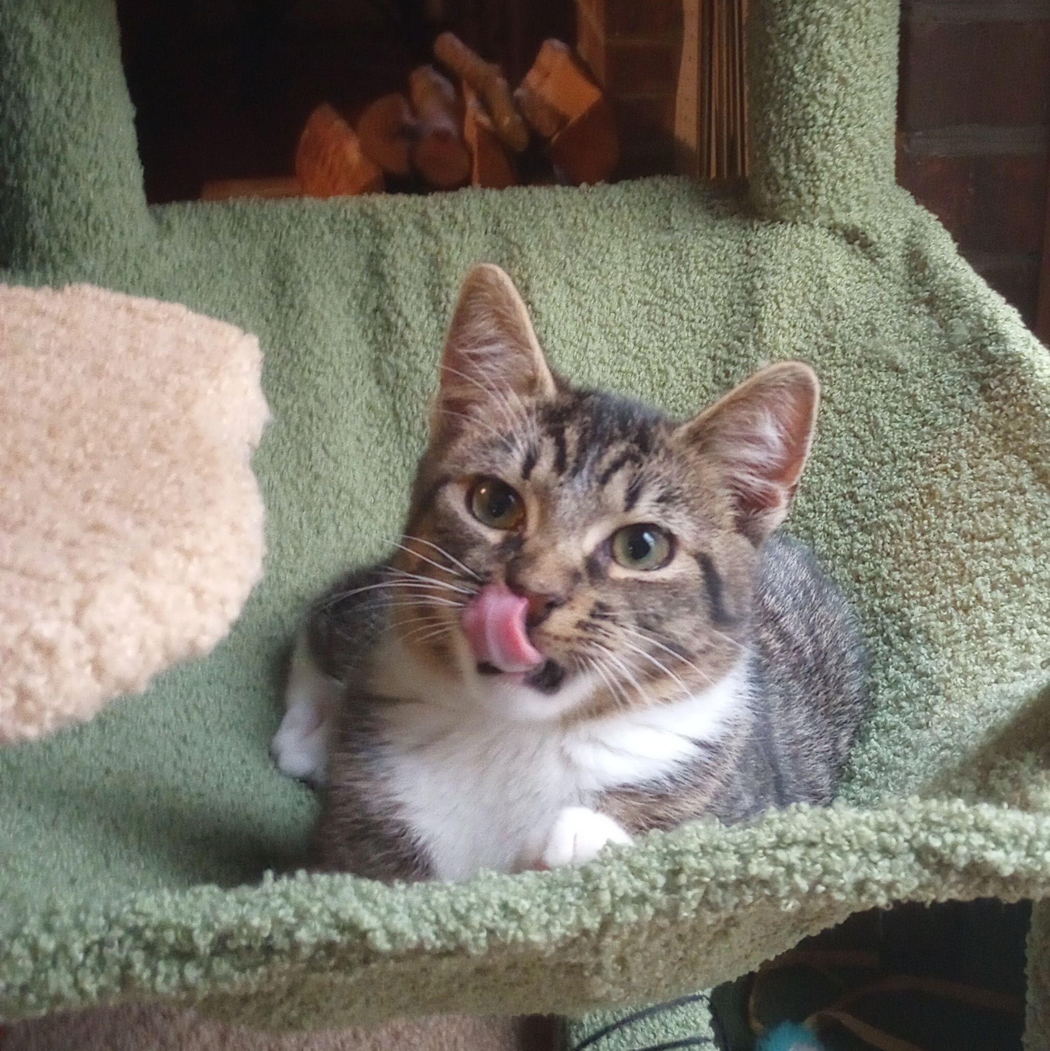 Tab, Adoptable, Kitten Male Domestic Short Hair.