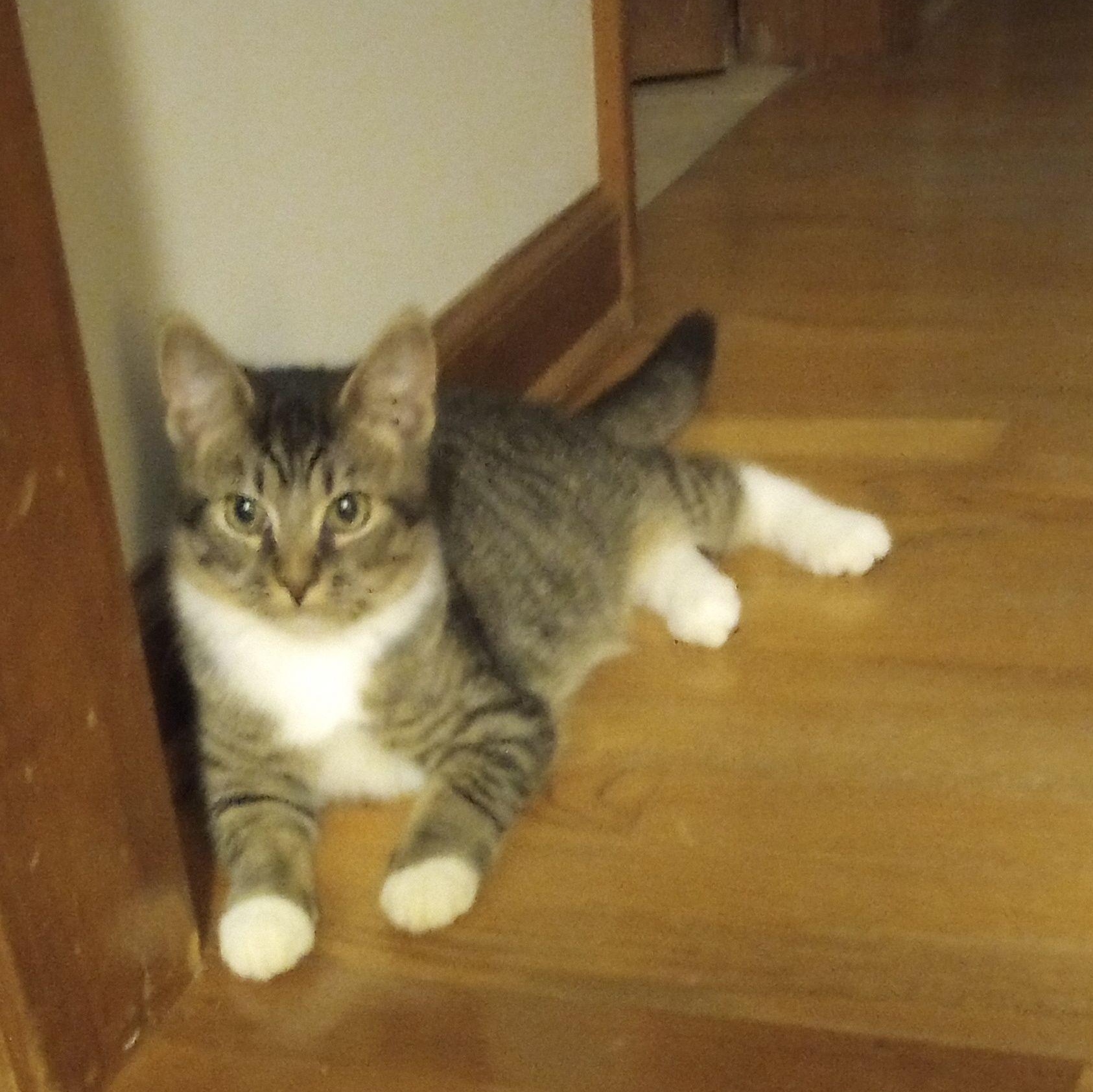 Enlarge Tab, a Adoptable Domestic Short Hair in Smithfield, NC image 3/4