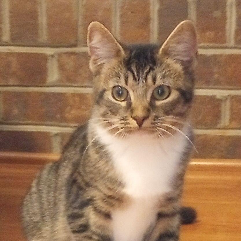 Enlarge Tab, a Adoptable Domestic Short Hair in Smithfield, NC image 2/4