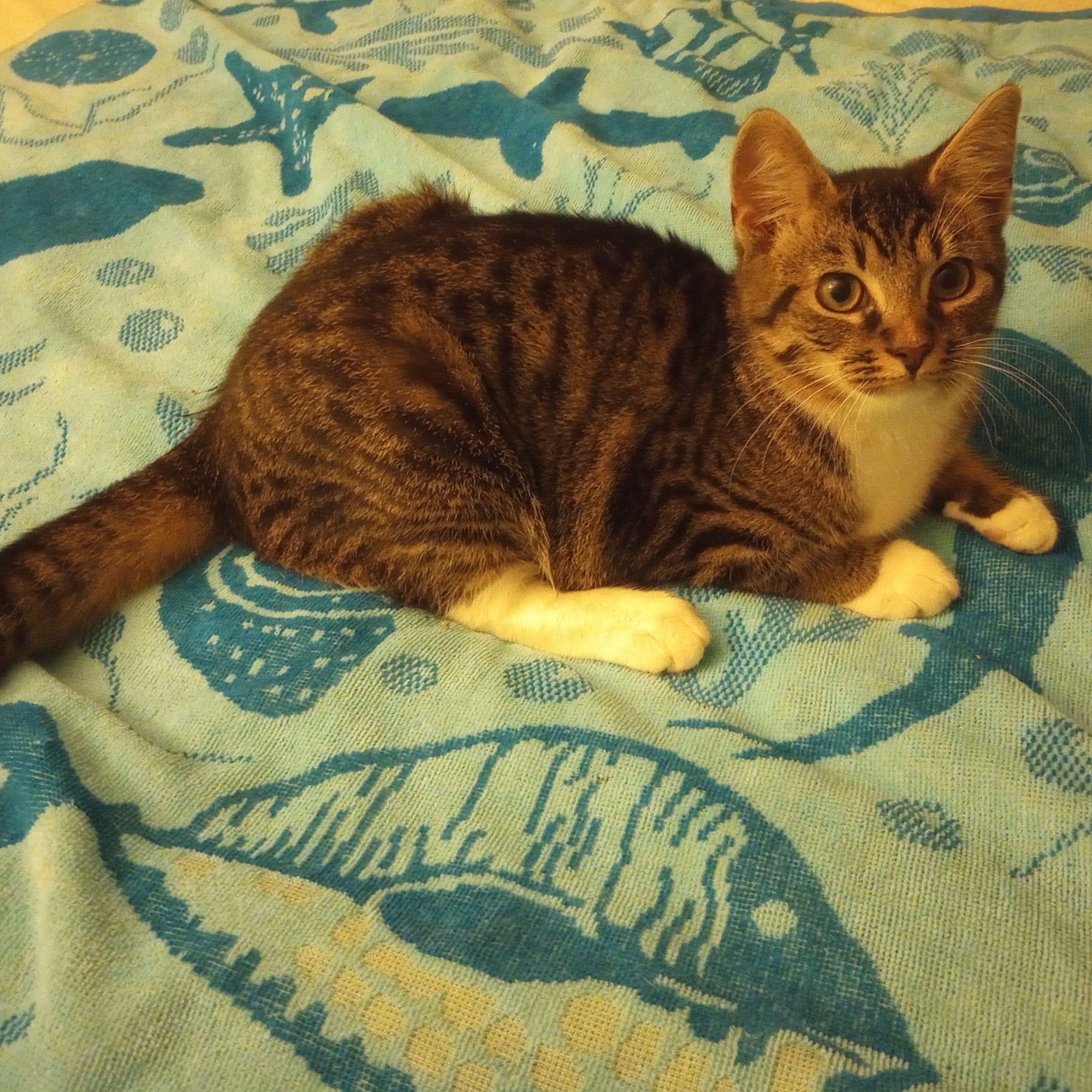 Enlarge Tab, a Adoptable Domestic Short Hair in Smithfield, NC image 4/4