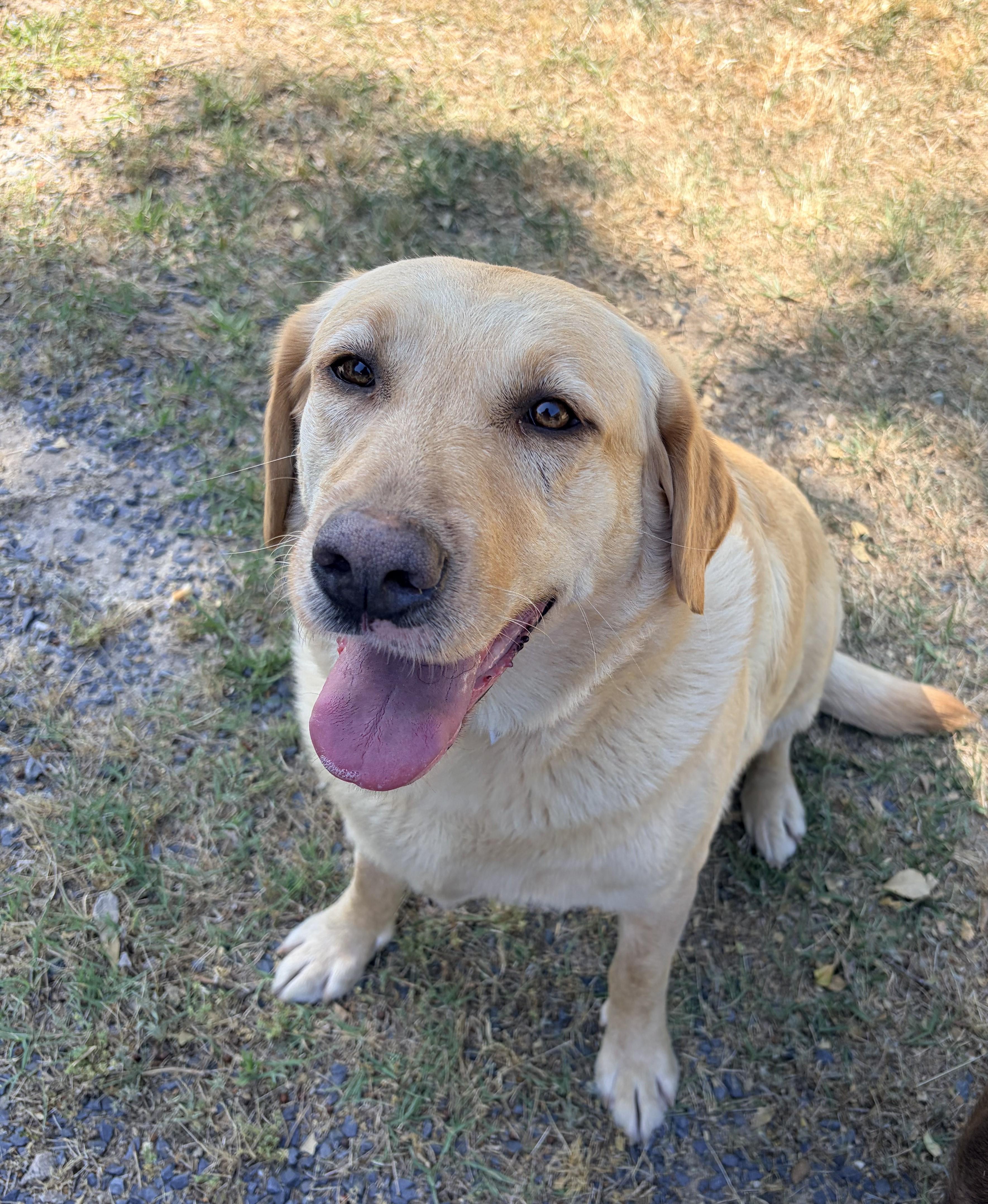 Daisy, adopted, Adult Female Yellow Labrador Retriever.