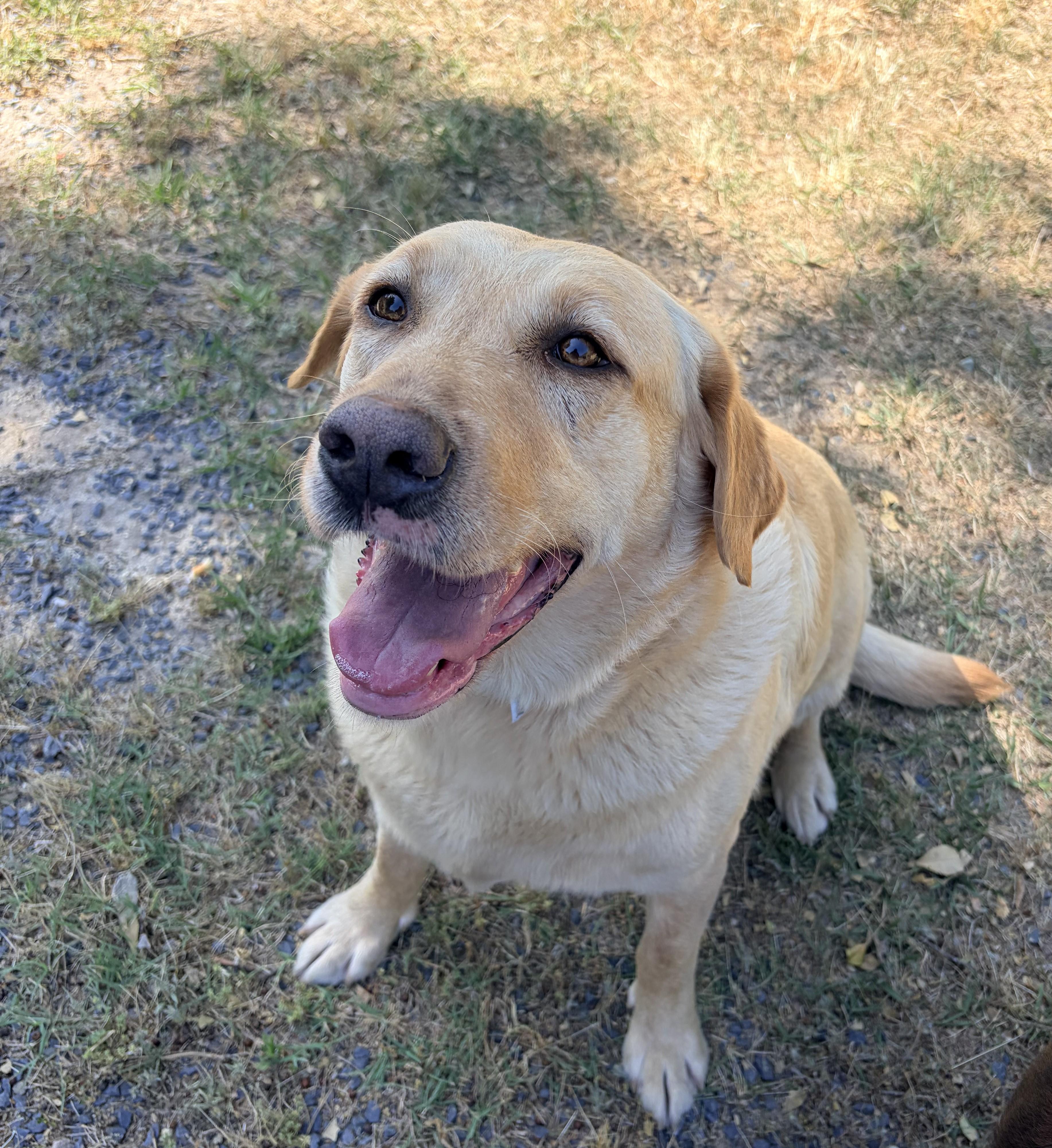 Enlarge Daisy, an adopted Yellow Labrador Retriever in Carthage, NC image 3/3