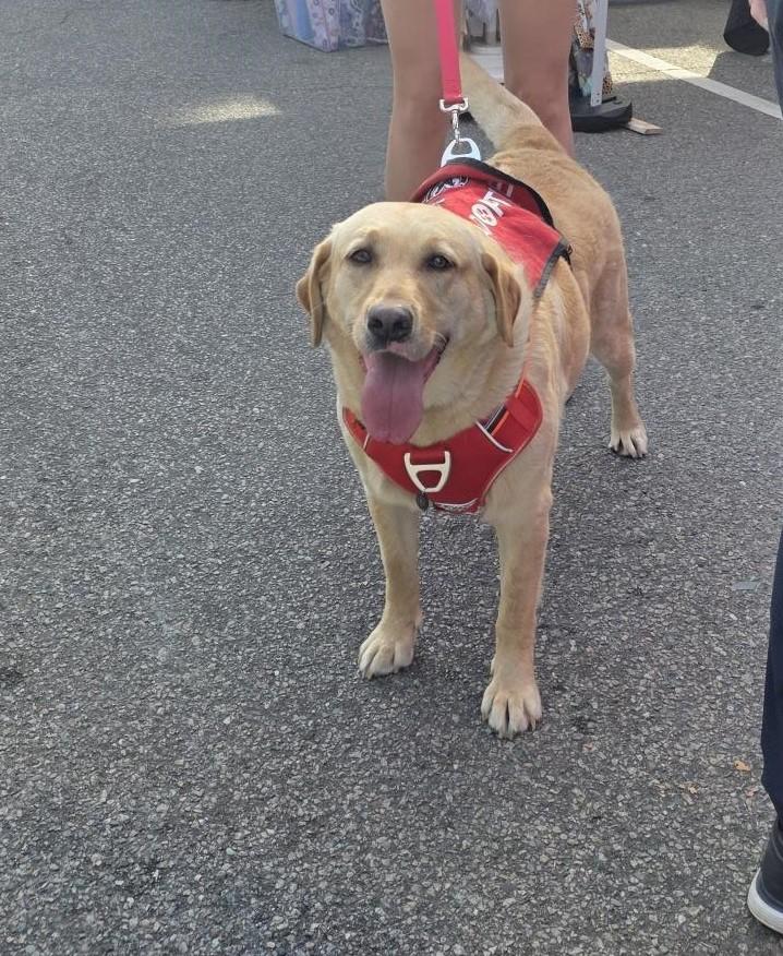 Enlarge Daisy, an adopted Yellow Labrador Retriever in Carthage, NC image 2/3