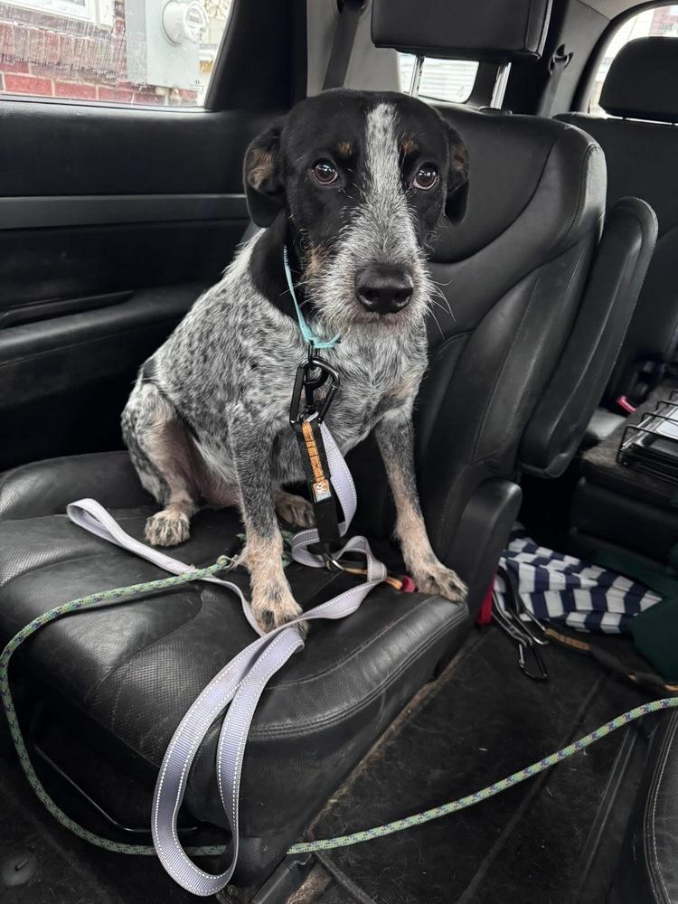 Blue Momma, Adoptable, Adult Female Australian Cattle Dog / Blue Heeler & Shepherd.