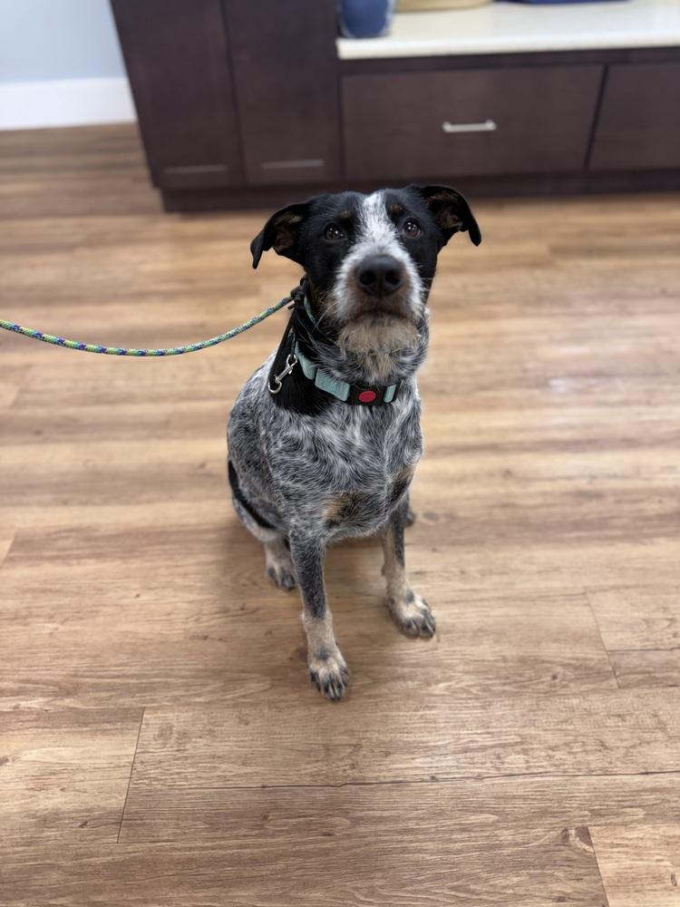 Blue Momma, Adoptable, Adult Female Australian Cattle Dog / Blue Heeler & Schnauzer.
