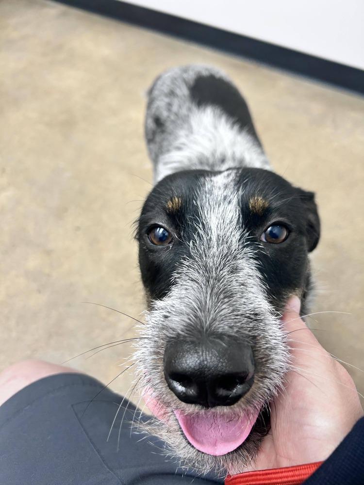 Blue Momma, a Adoptable mixed breed in Saugus, MA image 1/5