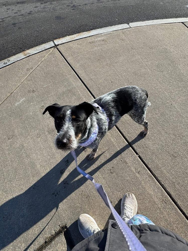 Blue Momma, Adoptable, Adult Female Australian Cattle Dog / Blue Heeler & Schnauzer.