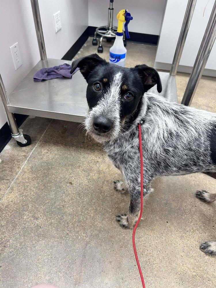 Blue Momma, a Adoptable mixed breed in Saugus, MA image 2/5